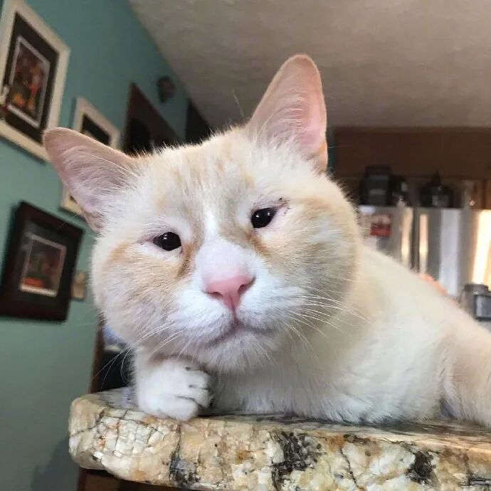 这充满智慧的小眼神 猫子长相好丑萌啊 不正常人类研究中心微信公众号文章