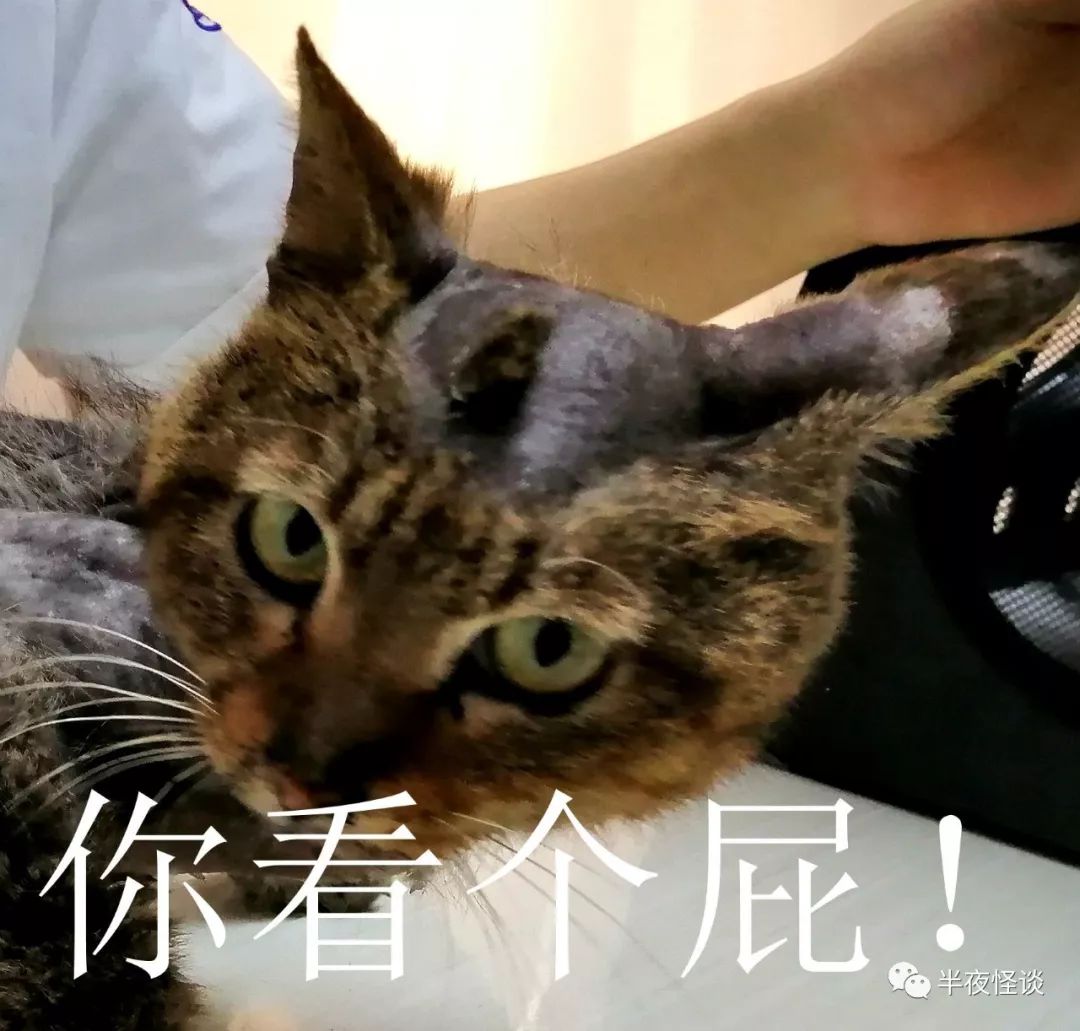 猫 我会为了你尽力的