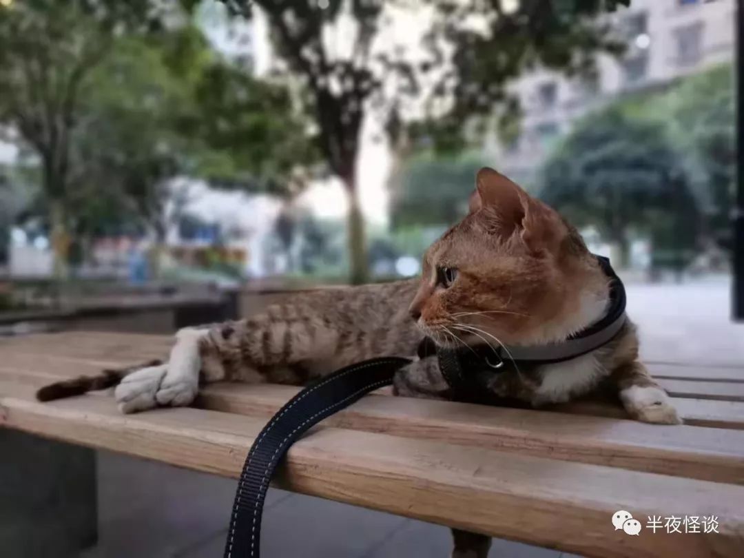 猫 我会为了你尽力的