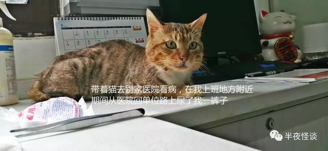 猫 我会为了你尽力的