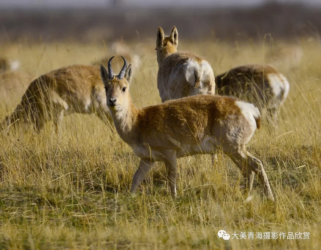 我们为什么要称呼普氏原羚为“中华对角羚”- 中国生物多样性保护与绿色发展基金会