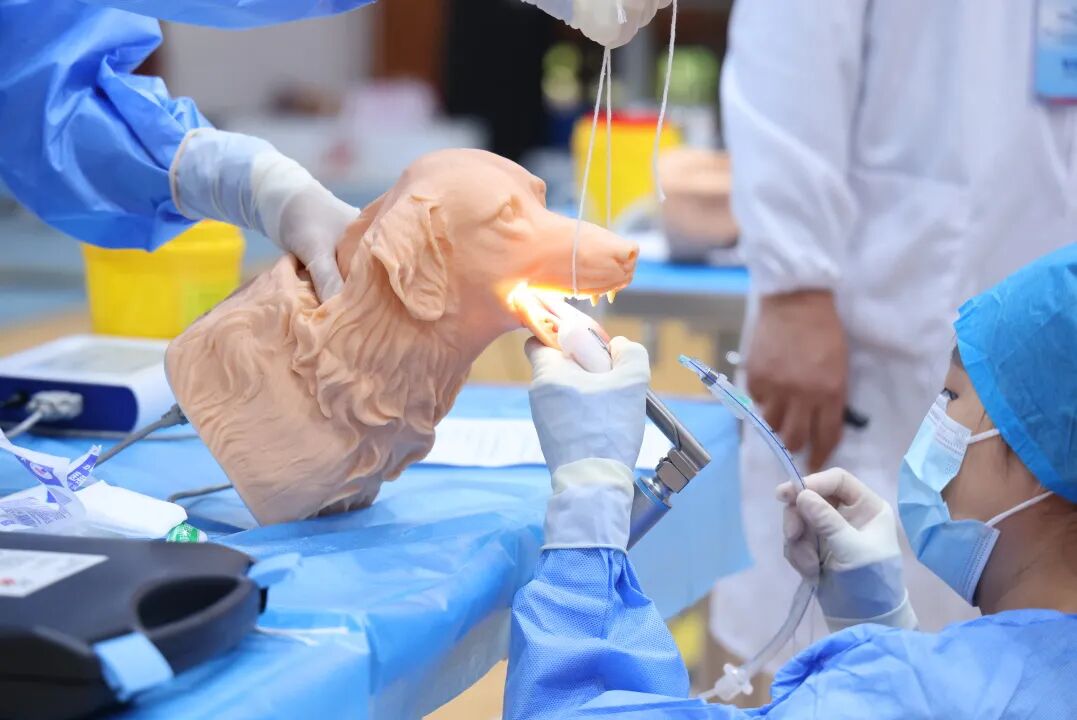 2025一带一路暨金砖国家技能发展与技术创新大赛小动物临床技能赛项决赛