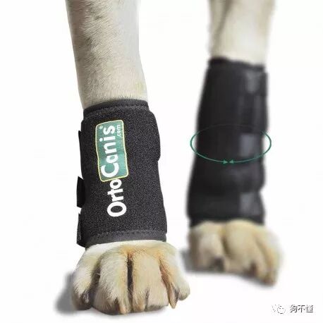 关于狗子的狼爪 你应该知道这些 狗不懂 微信公众号文章阅读 Wemp