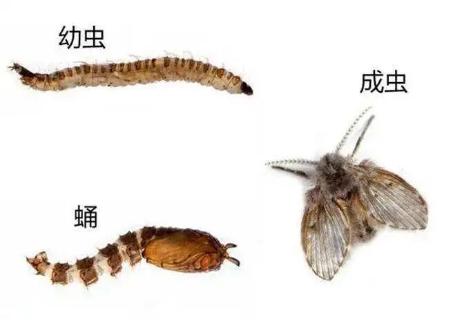 这种小飞虫叫蛾蠓,又称蛾蚋.