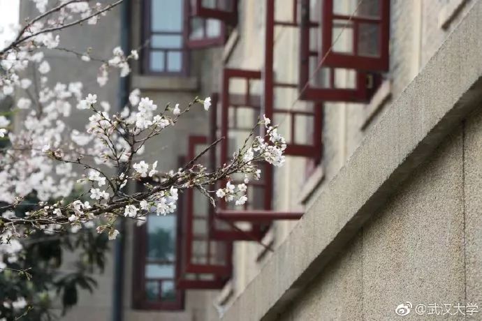 中國最美的櫻花開了，誰還花錢去島國？ 旅遊 第20張