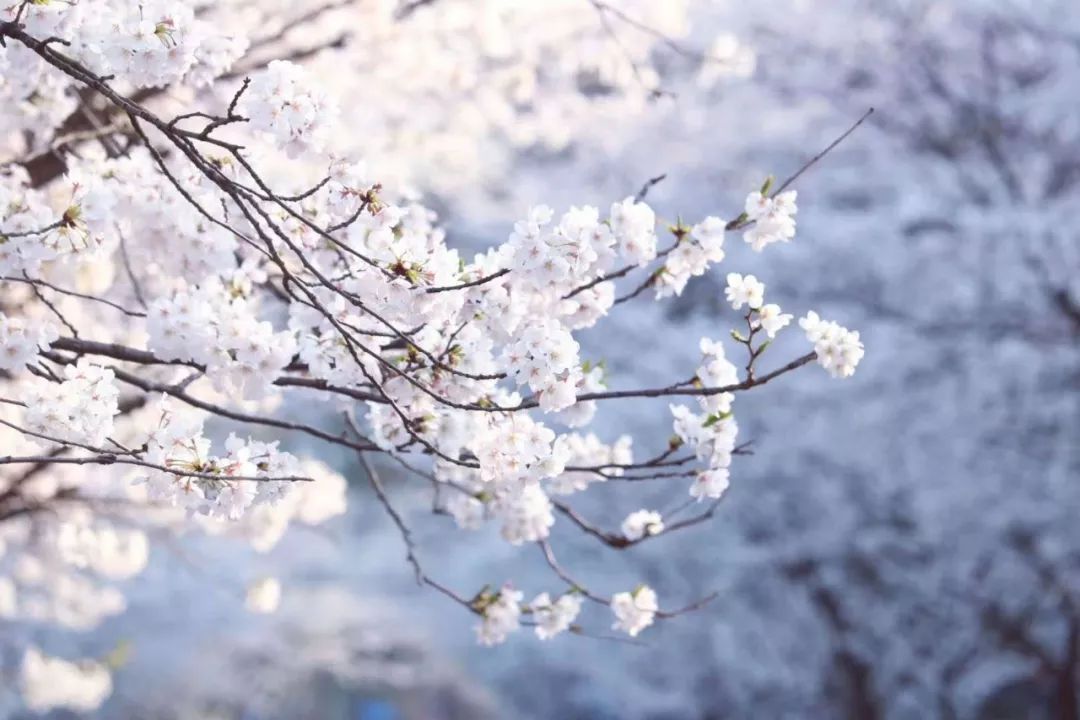 中國最美的櫻花開了，誰還花錢去島國？ 旅遊 第10張