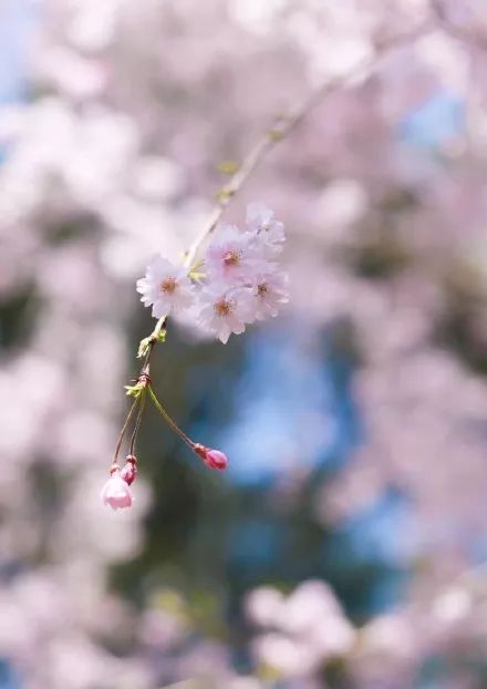 中國最美的櫻花開了，誰還花錢去島國？ 旅遊 第15張