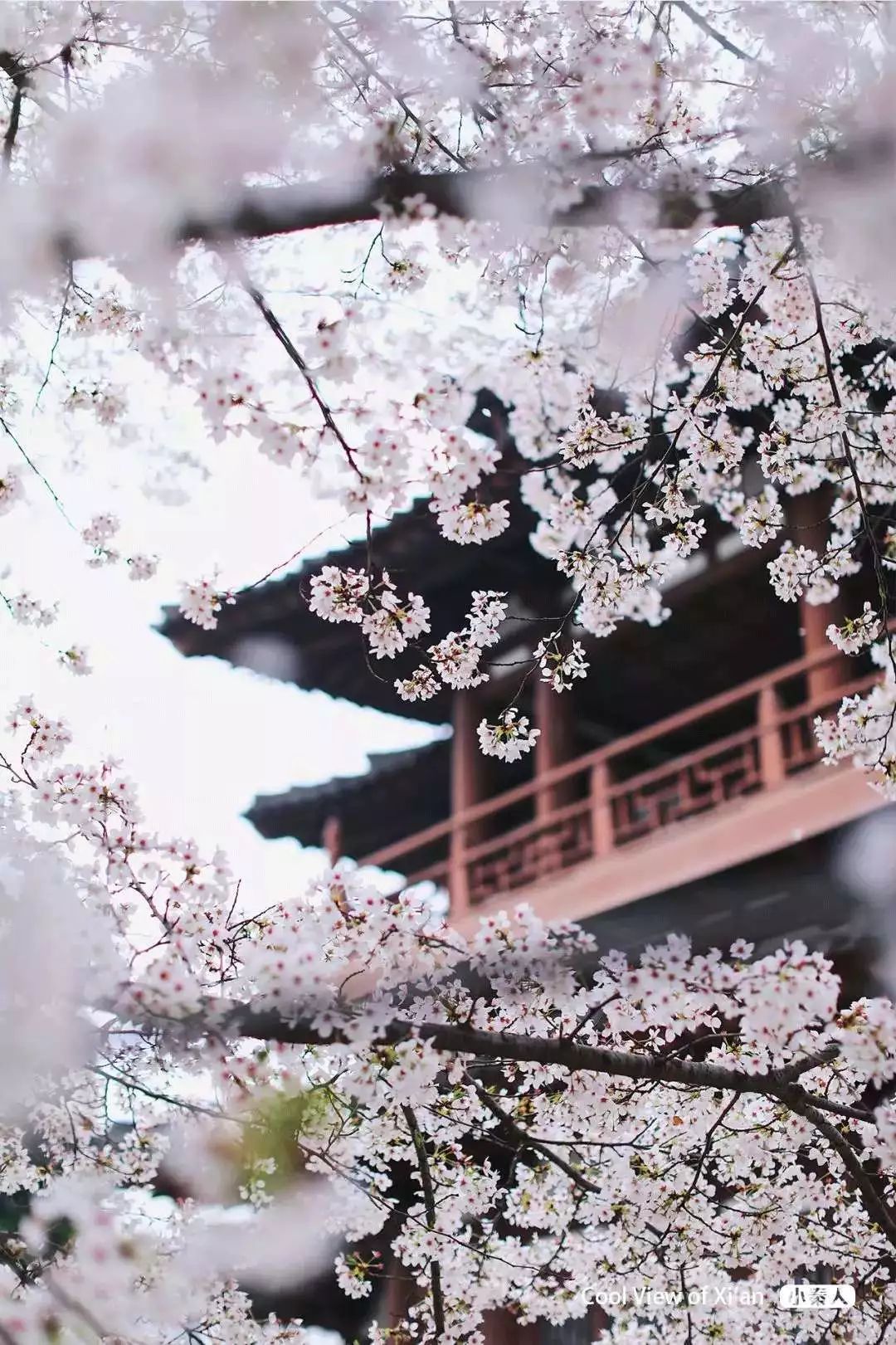 中國最美的櫻花開了，誰還花錢去島國？ 旅遊 第14張