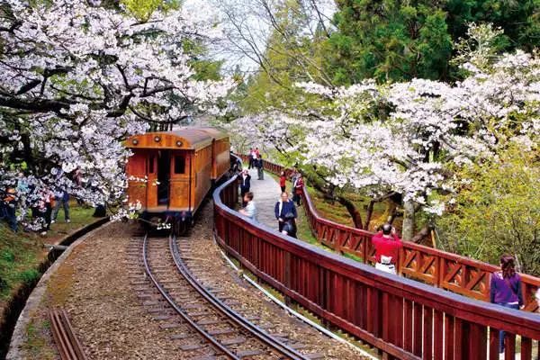 中國最美的櫻花開了，誰還花錢去島國？ 旅遊 第22張