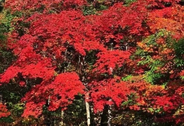 節後機票大跳水，國內這7個秘境最值得去！ 旅遊 第10張