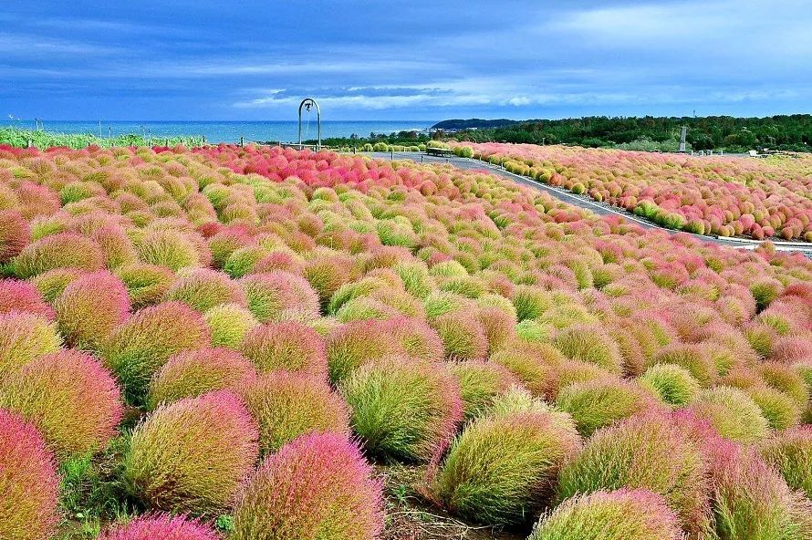 這樣飛日本最便宜，還能打卡一片小眾秘境！ 旅遊 第6張