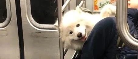 纽约地铁禁止带狗，除非能塞包里！于是……