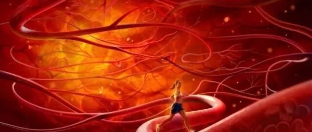 我们的血管为什么会逐步硬化？