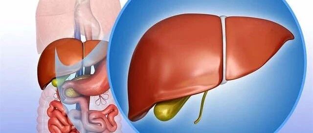 肝脏为何会发炎？