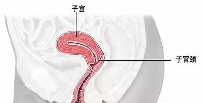 宮頸炎——女人健康的殺手！ 健康 第2張