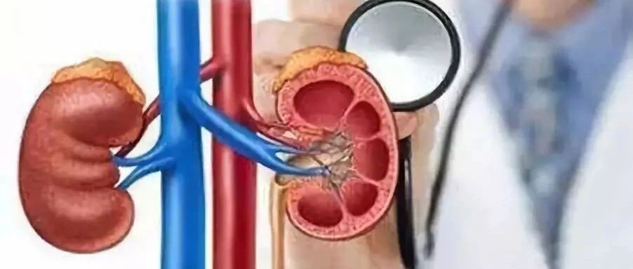 你的身体的“过滤器”肾脏还好吗？