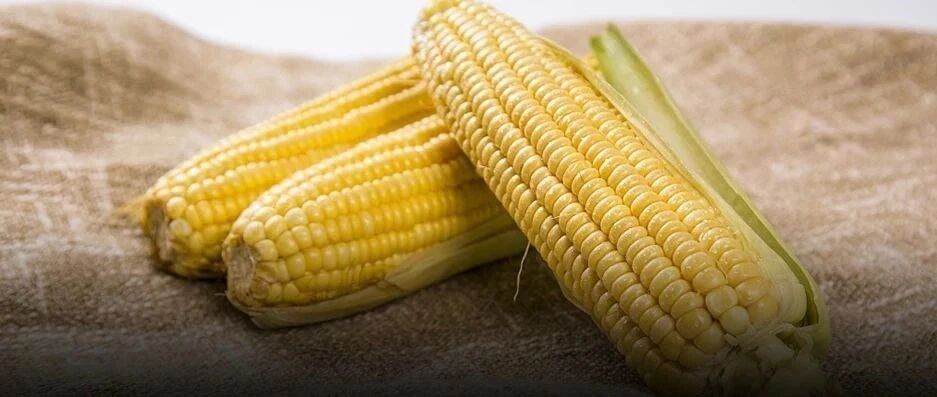 【食疗养生】秋冬必备的“黄金主食”，强肾降血糖！老人每天都吃它，活到137！