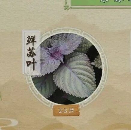 【中药妙用】紫苏浑身都是宝，解毒、散寒，请找“它”~