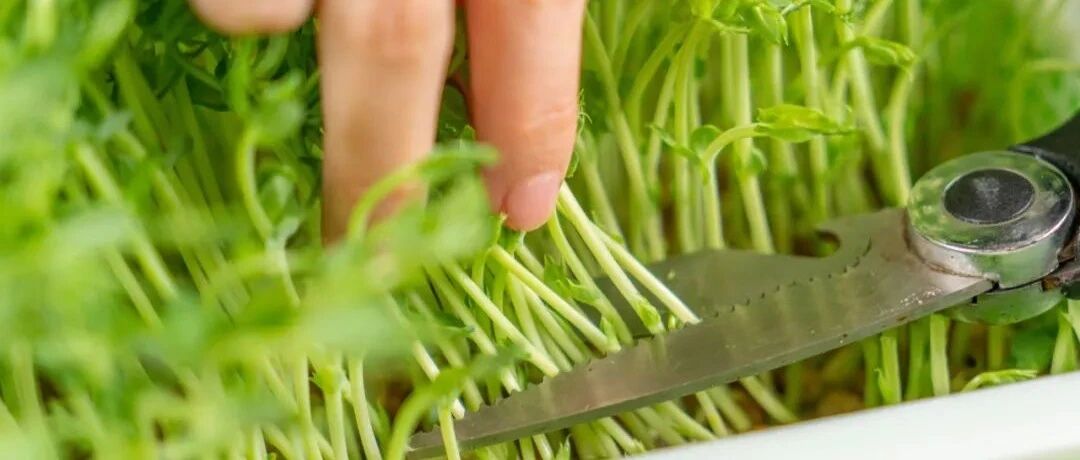 过年朋友圈点赞99+，这水灵菜有把豆子就能做，健康又鲜美！