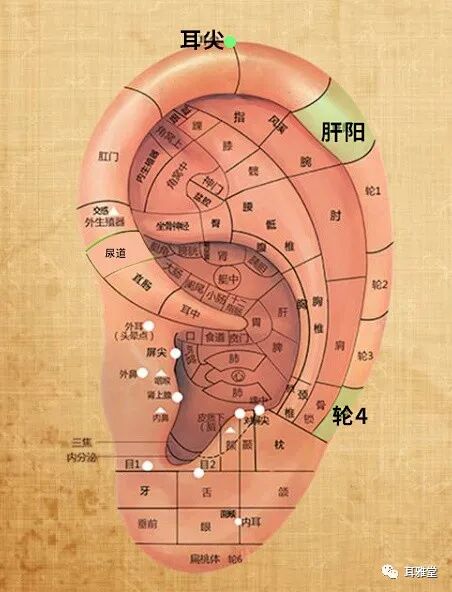 华佗磁疗贴怎么样耳穴放血联合耳穴磁疗对小儿多发性抽动症疗效果显著_https://www.jmylbn.com_新闻资讯_第3张