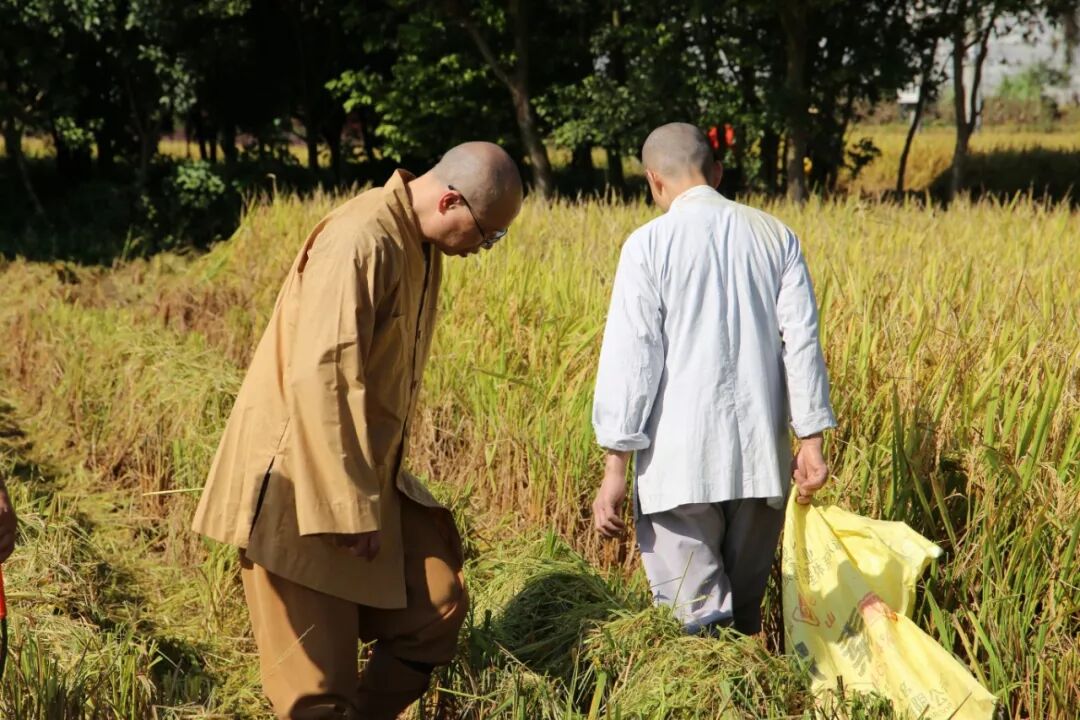 农禅丨7月25日云门寺进行普请收稻活动