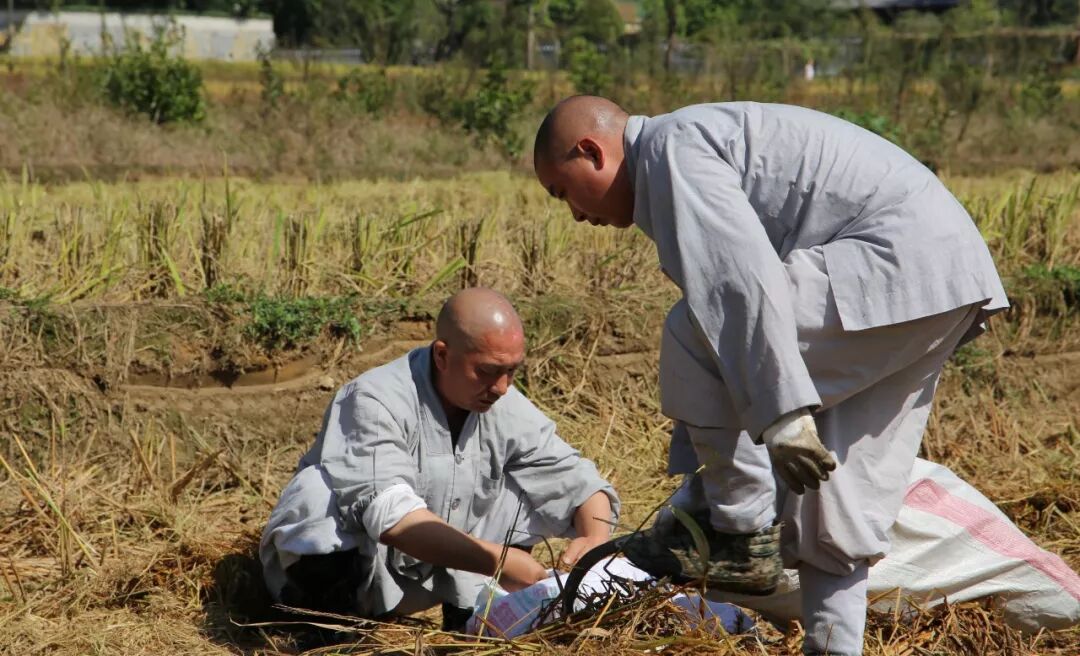 农禅丨7月25日云门寺进行普请收稻活动