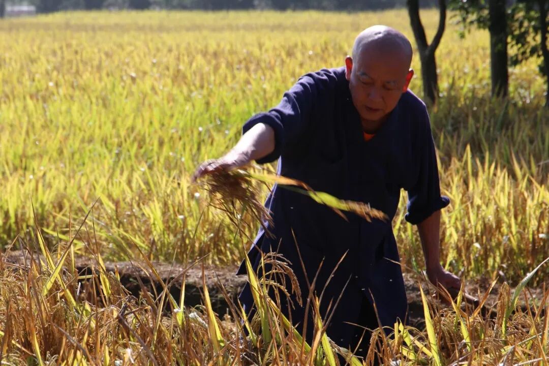 农禅丨7月25日云门寺进行普请收稻活动