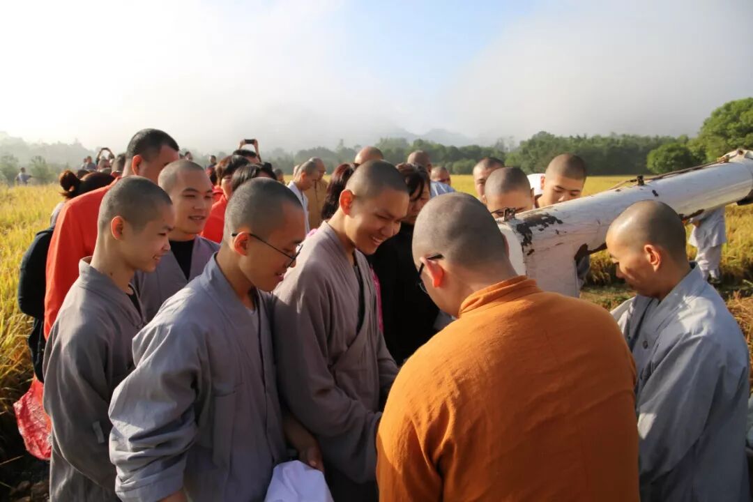 农禅丨7月25日云门寺进行普请收稻活动