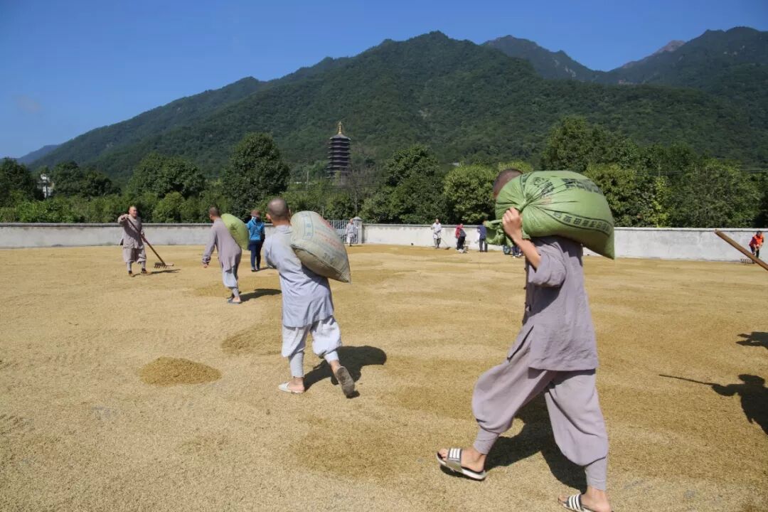 农禅丨7月25日云门寺进行普请收稻活动