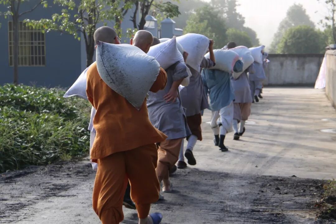 农禅丨7月25日云门寺进行普请收稻活动