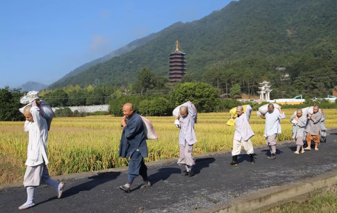 农禅丨7月25日云门寺进行普请收稻活动