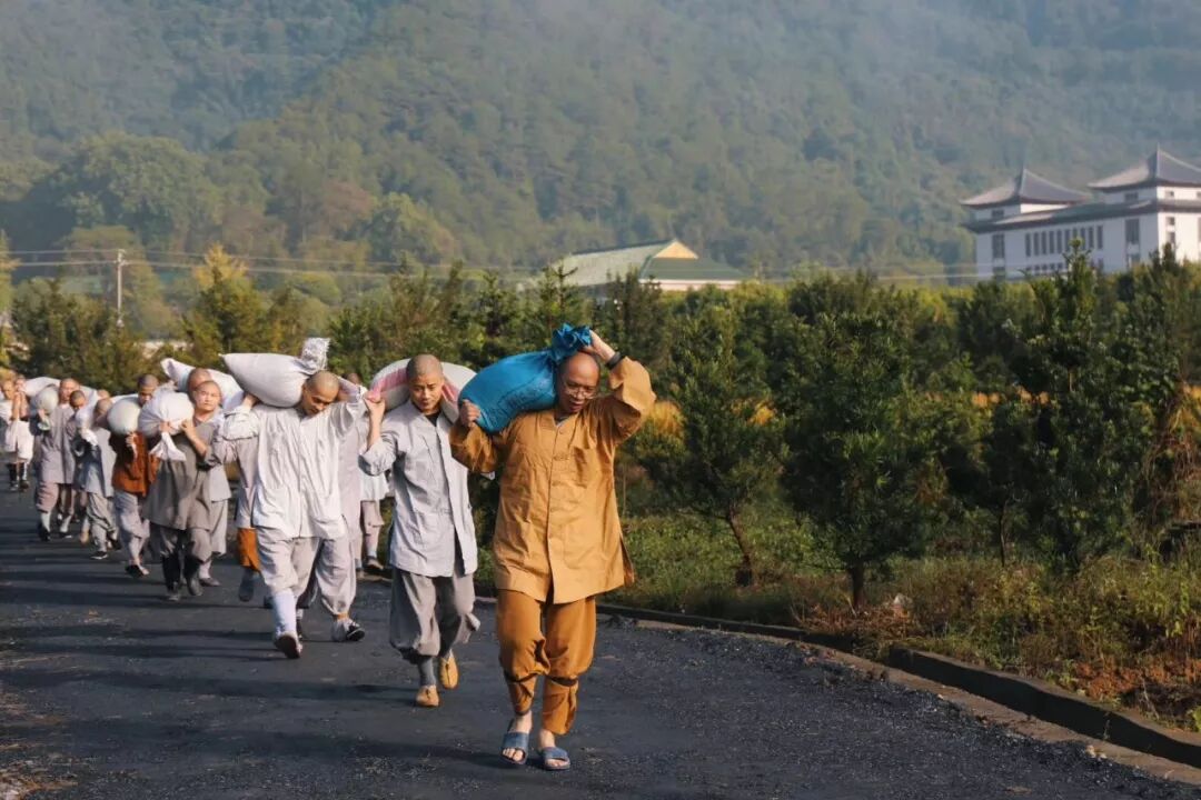 农禅丨7月25日云门寺进行普请收稻活动