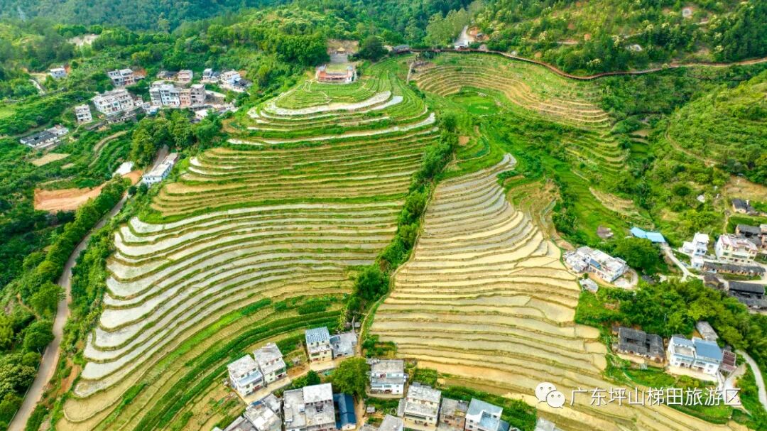 图片来源：广东坪山梯田旅游区