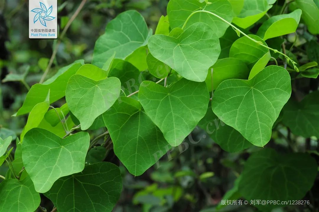 防己