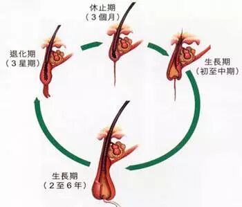 你知道头发也会度过少年、中年、老年吗？