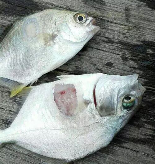 养殖户俗称"白芝麻",吸虫类寄生虫本尼登虫吸附在体表,吃食鱼的上皮