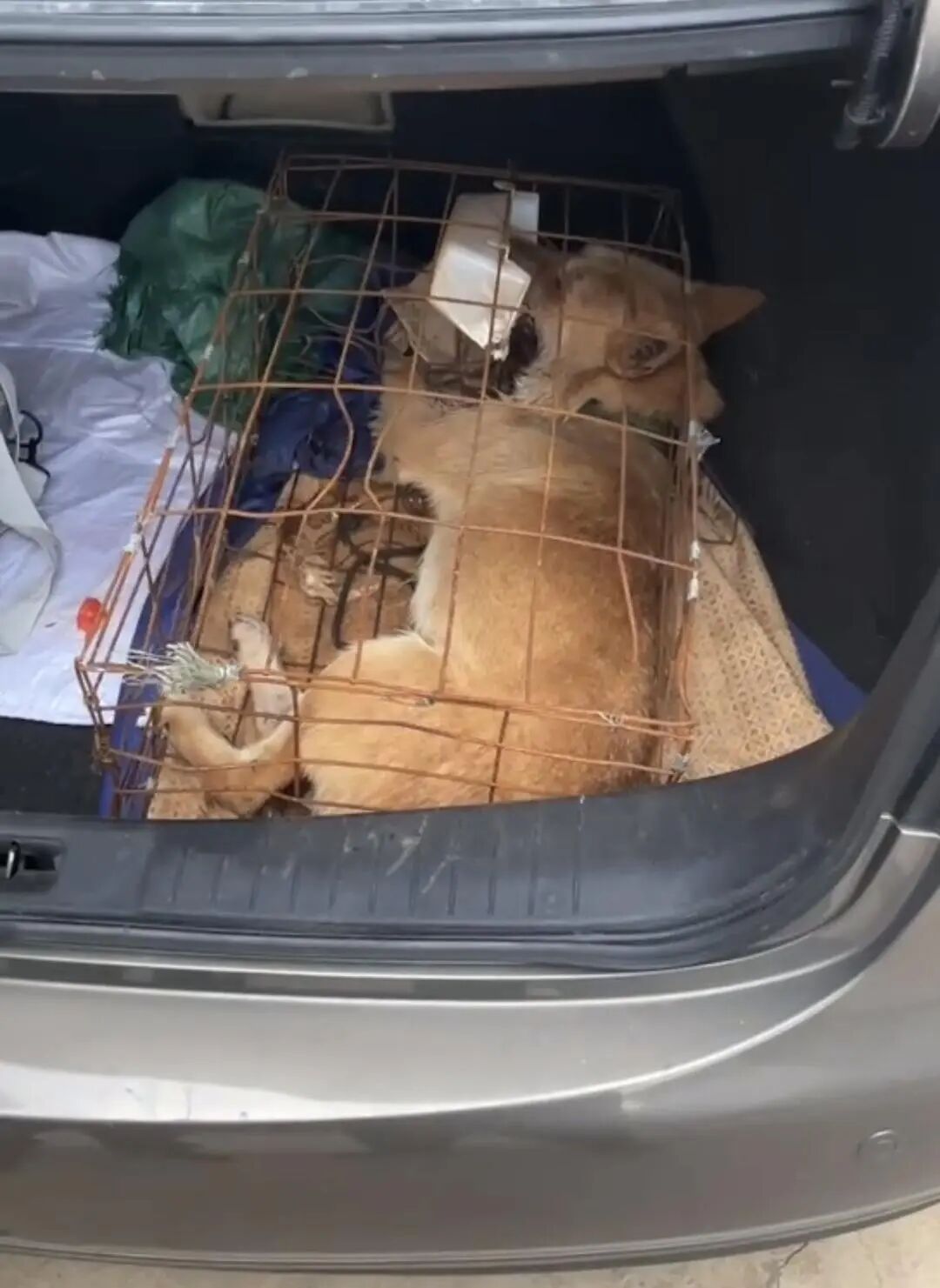 托运下司犬死后备箱