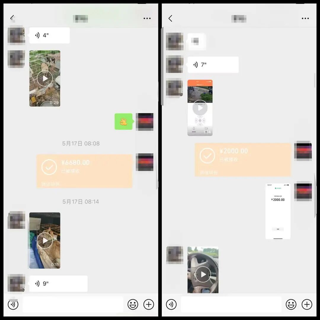 托运下司犬死后备箱