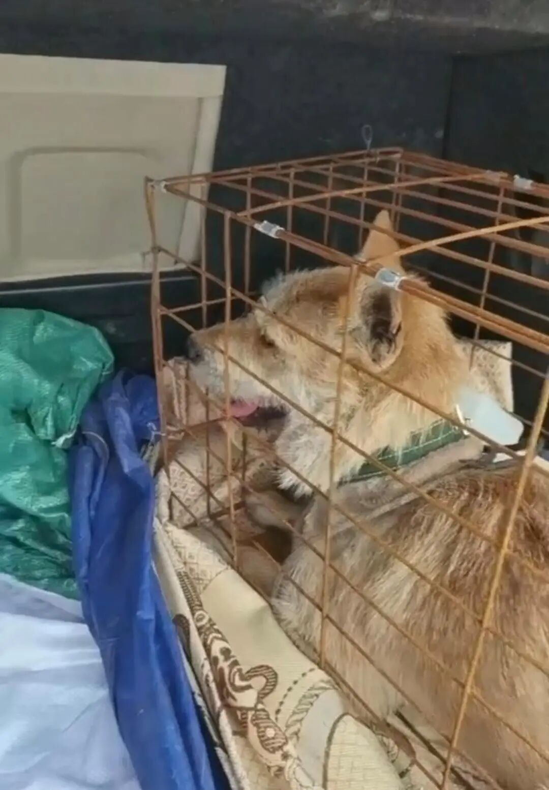 托运下司犬死后备箱