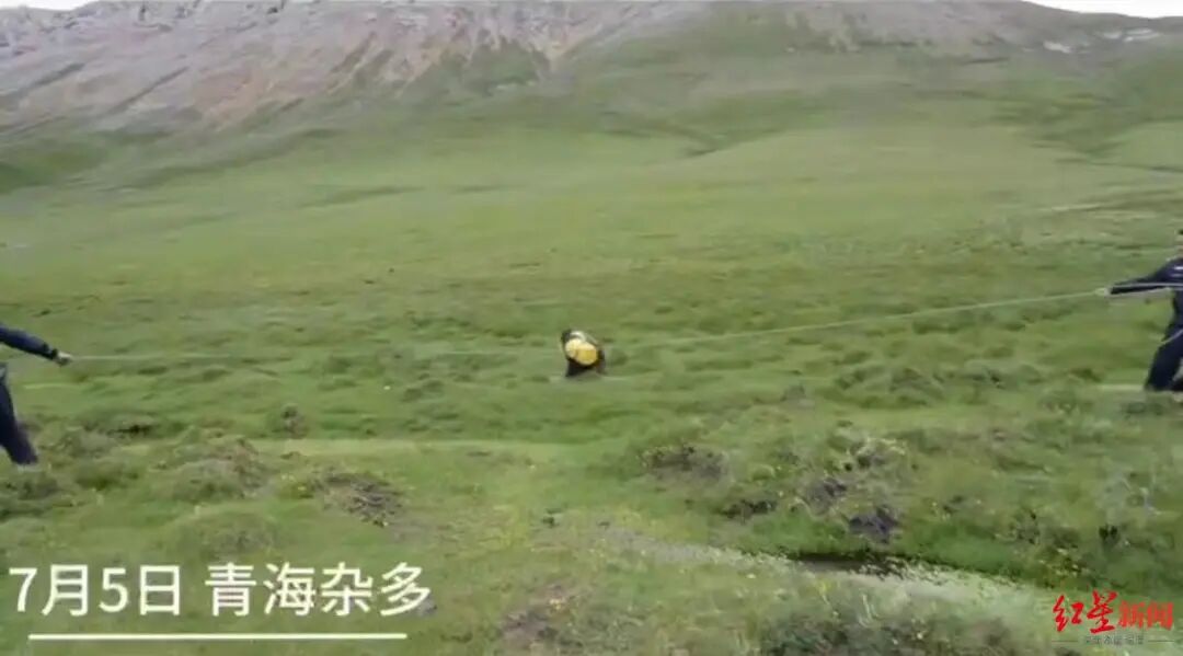 300斤棕熊偷吃粮食被卡塑料桶，警民联手营救，“人和熊都很紧张”