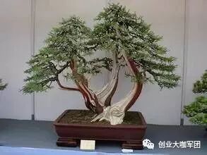 创业邦创业项目_宠物写真创业项目_创业网-汇集中国创业好项目!