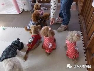 宠物写真创业项目_创业邦创业项目_创业网-汇集中国创业好项目!