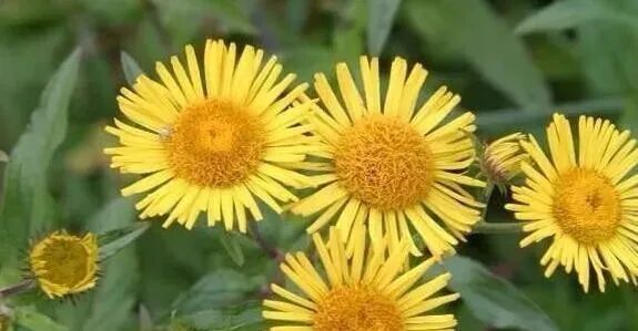 路边不起眼的小黄花，还是味难得的中草药，能化痰止咳、利水消肿