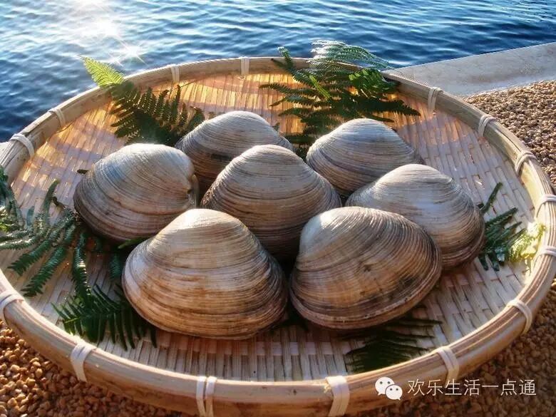 肉厚,味美,在家也能做出大排档的味儿——辣炒大蛤