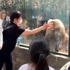 女子在动物园隔玻璃打狒狒，引其暴怒撞头