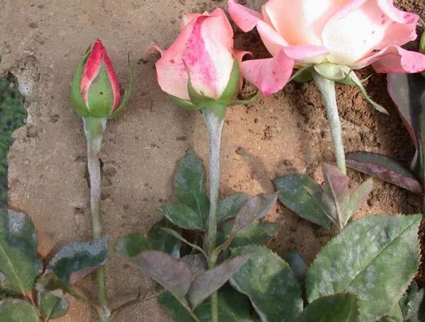 新鲜又健康的花材，要怎么挑？