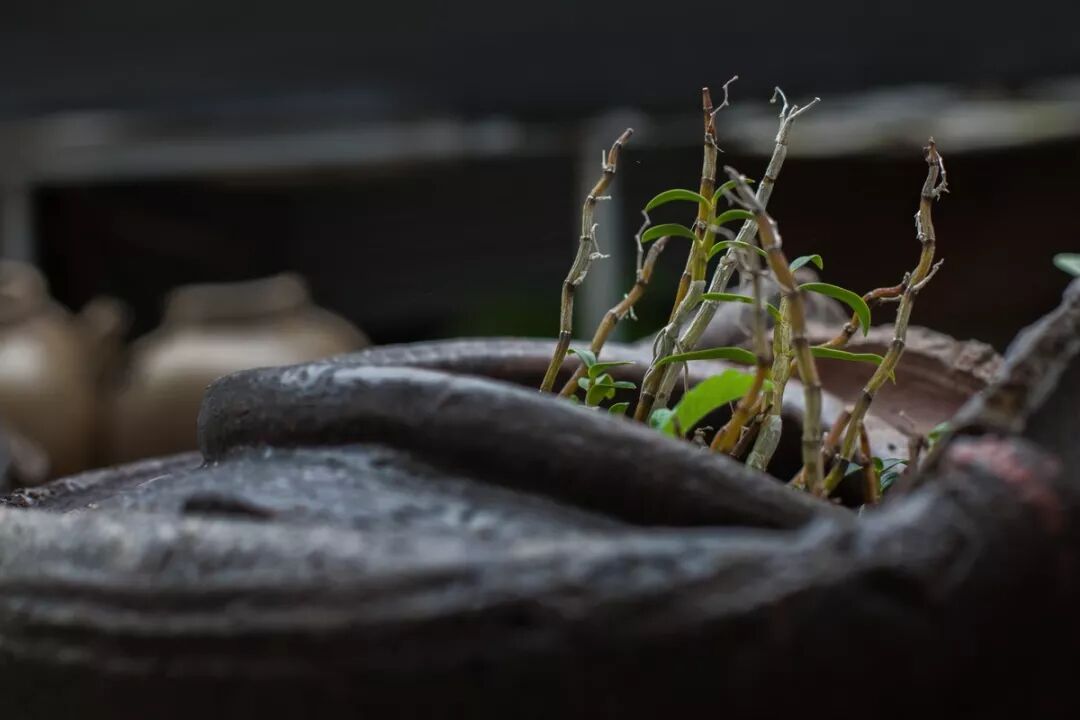 铁皮石斛，调理五脏有奇效！