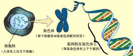 ​试管知识 | 哪些精子问题会影响胚胎质量?