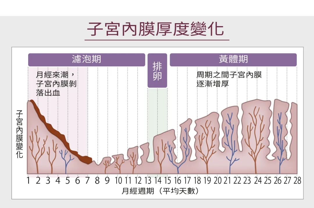告别「试纸达人」，试管移植后hCG验孕新攻略！！