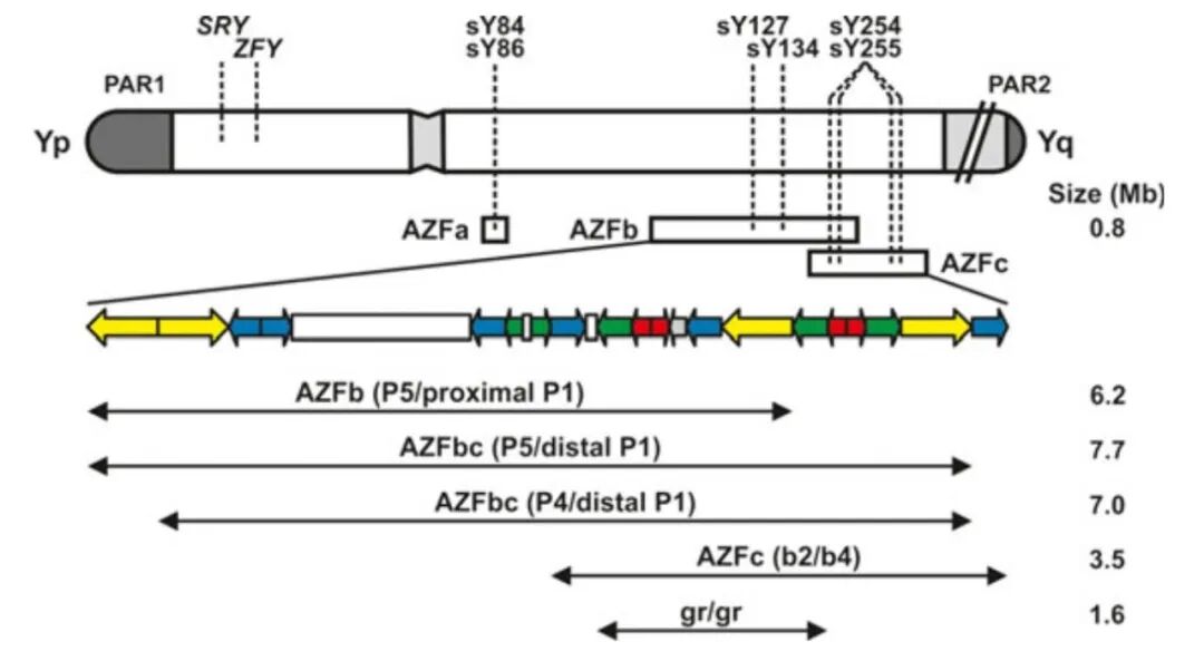 有些男性的不育是基因的问题！